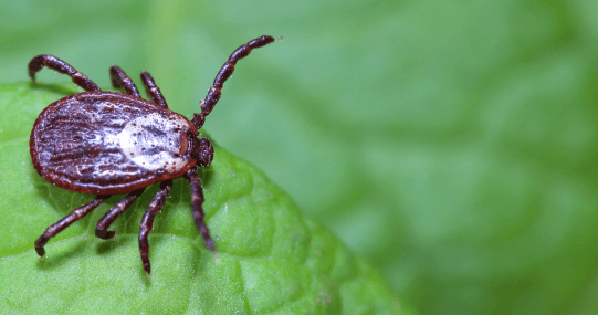 Bugzapper Pest Control