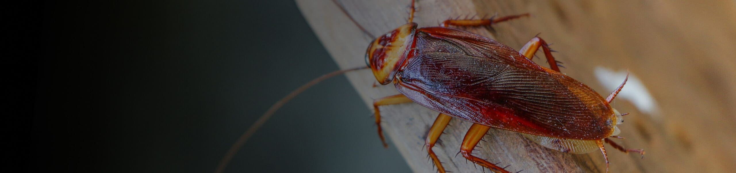 Bugzapper Pest Control