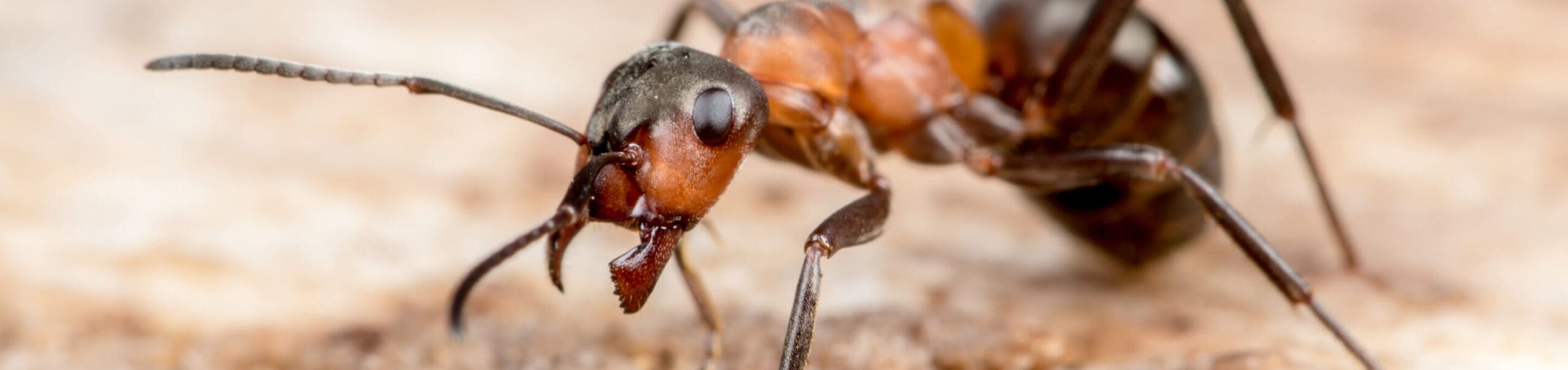 Bugzapper Pest Control